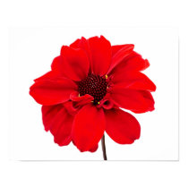 Dahlia Bishop Red posters