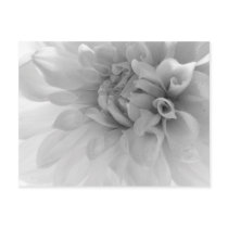 Dahlia Black & White Macro Post Cards