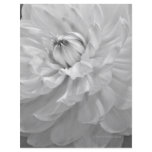 Dahlia Bloom in Black & White flyers