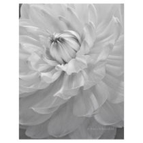 Dahlia Bloom in Black & White Letterhead