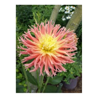 Dahlia Bloom print