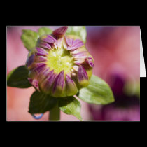 Dahlia bud greeting card cards