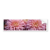 Dahlia Bumper Stickers