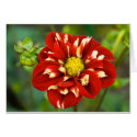 Dahlia Card