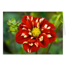 Dahlia Card