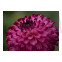 Dahlia Card