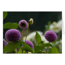 Dahlia Card