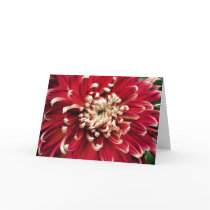 Dahlia cards by ginaayerssignore Dahlia cards