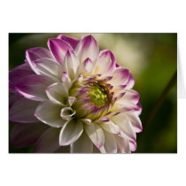 Dahlia Card