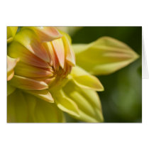 Dahlia Card by FloralPalette Dahlia Card