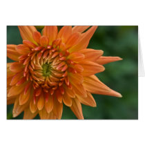 Dahlia Card