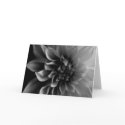 Dahlia cards by trevor_hirst Dahlia cards