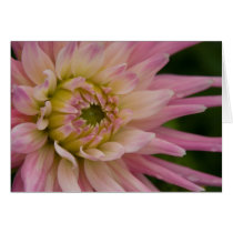 Dahlia Card