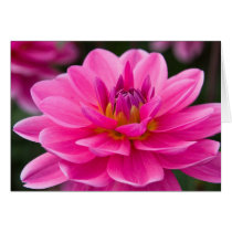 Dahlia Card