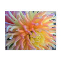 Dahlia Close Postcard