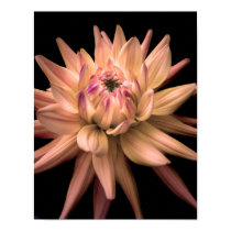 Dahlia Corona Cream posters