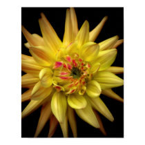 Dahlia Corona Yellow posters
