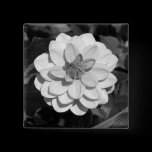 Dahlia 'David Howard'  B&W buttons