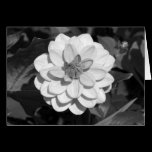 Dahlia 'David Howard' B&W cards