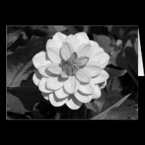 Dahlia 'David Howard' B&W cards