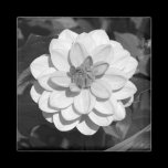 Dahlia 'David Howard' B&W magnets