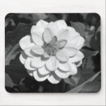 Dahlia 'David Howard' B&W mousepads