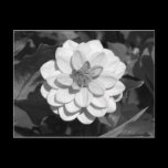 Dahlia 'David Howard' B&W postcards