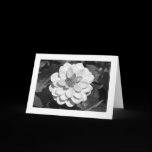 Dahlia 'David Howard' (bordered) B&W cards