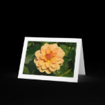 Dahlia 'David Howard' (bordered) cards