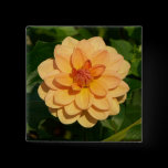 Dahlia 'David Howard' buttons