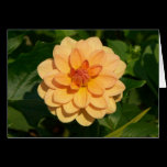 Dahlia 'David Howard' cards