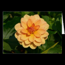 Dahlia 'David Howard' cards