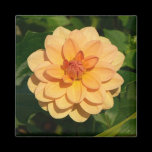 Dahlia 'David Howard' magnets
