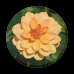 Dahlia 'David Howard' magnets