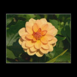 Dahlia 'David Howard' postcards