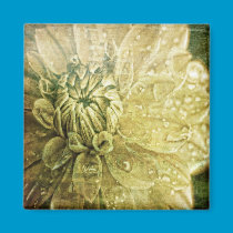Dahlia Dew 3 magnets