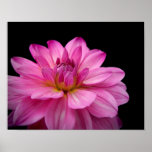 Dahlia Figurine Pink Posters