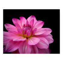 Dahlia Figurine Pink posters