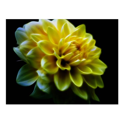 Dahlia flower and meaning postcard