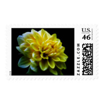 Dahlia flower and meaning stamps