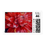 dahlia - flower painting stamp