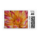 dahlia - flower painting stamp