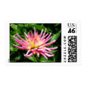 Dahlia flower postage by cycreation Dahlia flower postage