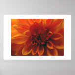Dahlia Flower Poster