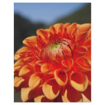 Dahlia Flyer Design