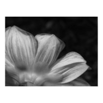 Dahlia Goldalia Scarlet posters