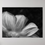Dahlia Goldalia Scarlet posters