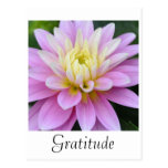 Dahlia Gratitude Postcard postcards
