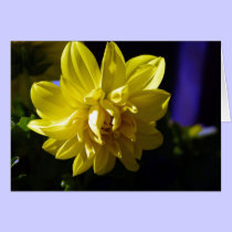 Dahlia cards
