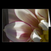 Dahlia greeting card cards